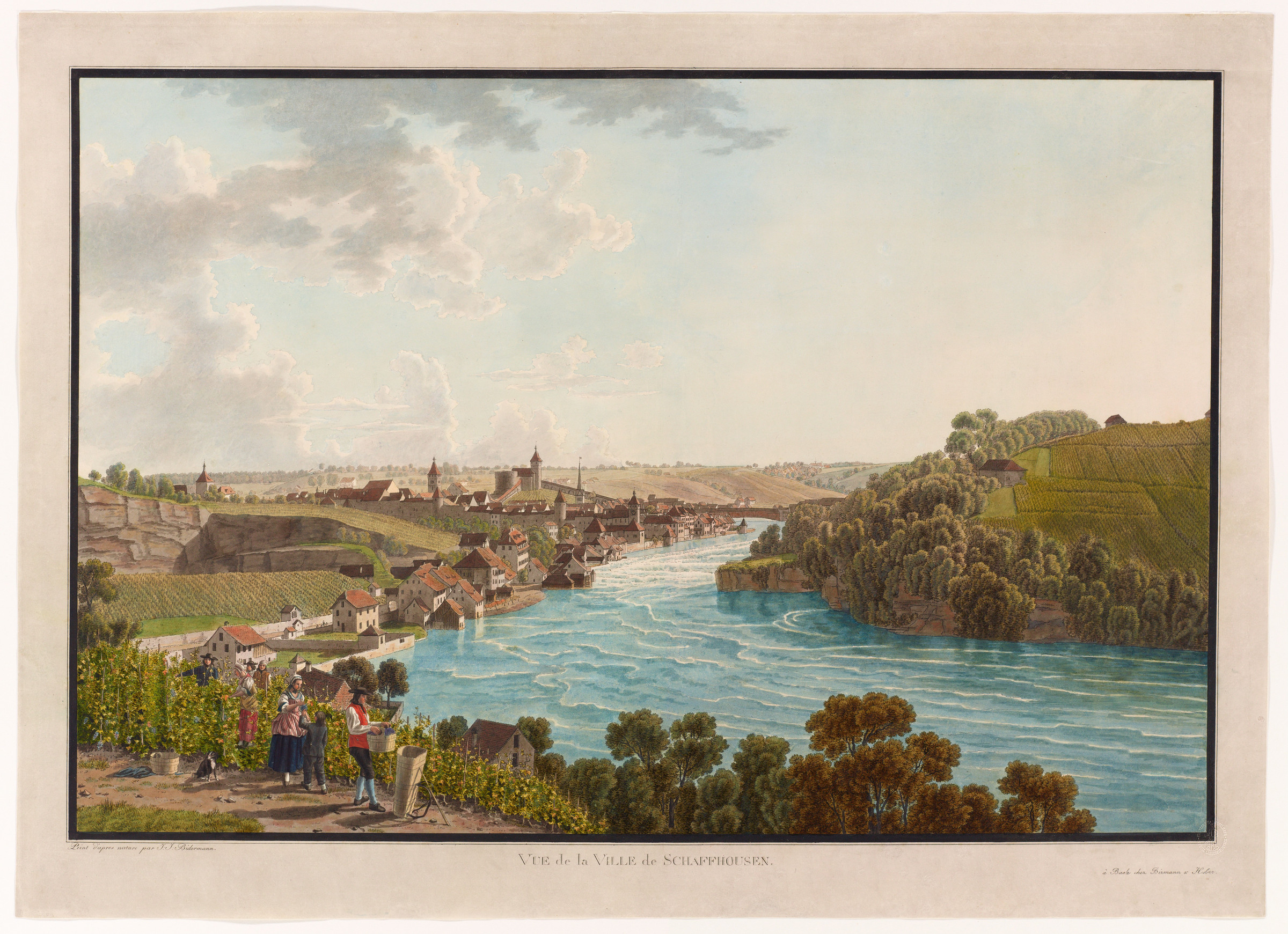 Veduta di Sciaffusa e del Reno da ovest; in primo piano una scena di vendemmia