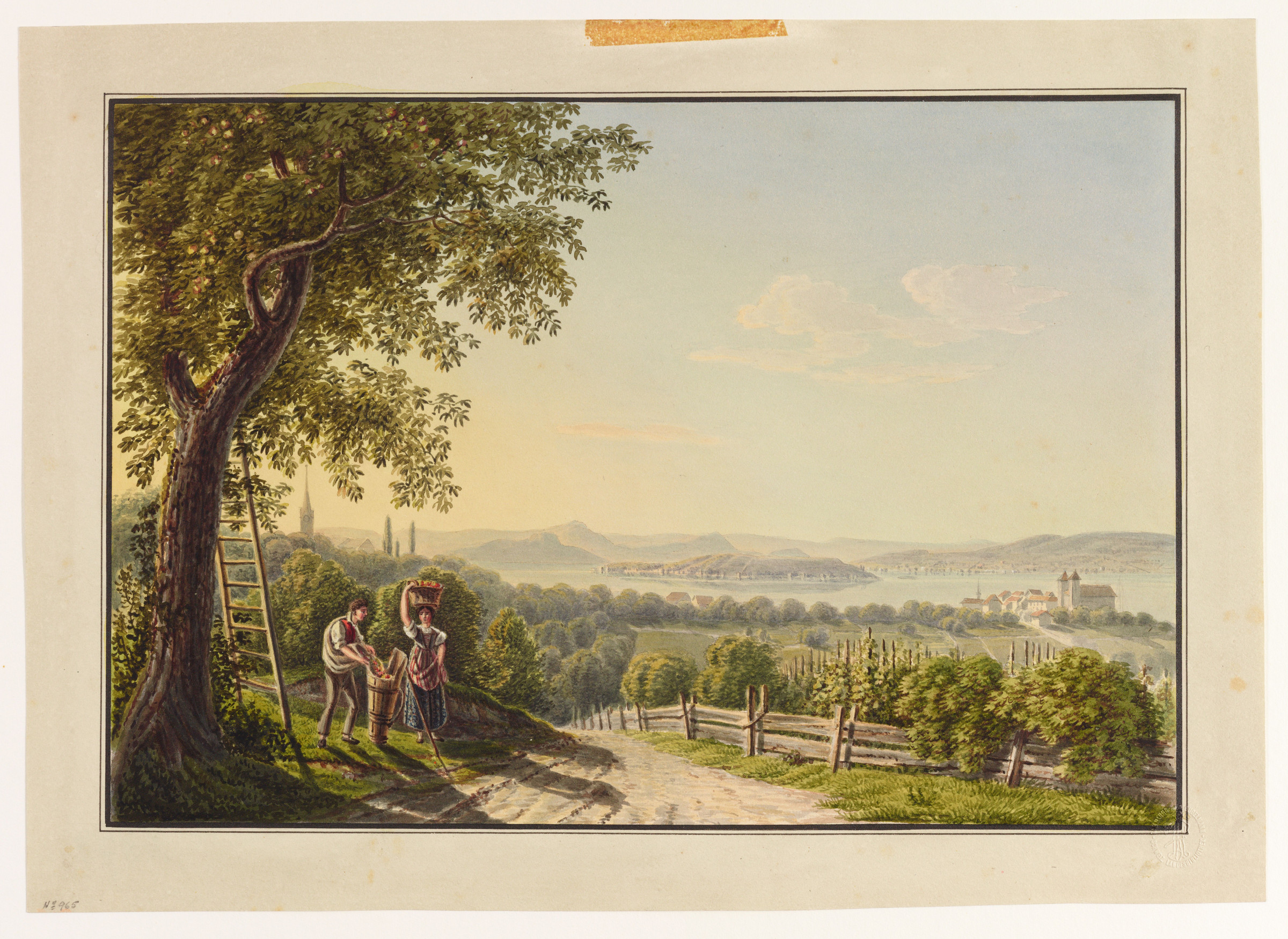 Cueillette des pommes en Thurgovie et vue du lac de Constance